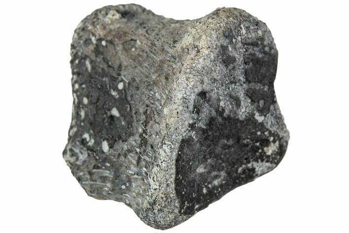 Juvenile Hadrosaur (Maiasaura) Phalanx Bone - Montana #231618